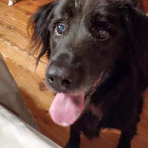 Image of Sammy, Lost Dog