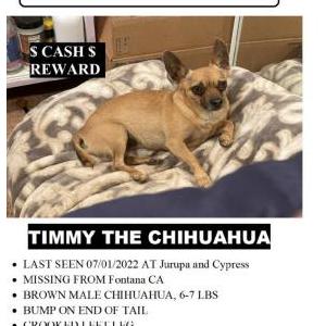 Lost Dog Timmy