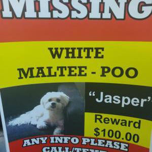 Lost Dog Jasper