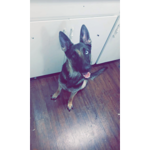 Lost Dog Leyla