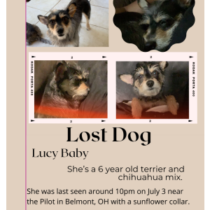 Lost Dog Lucy