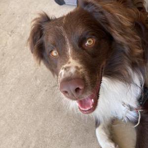 Found Dog Unknown