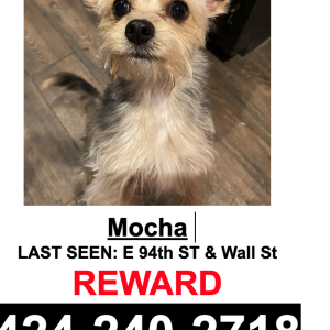 Lost Dog Mocha