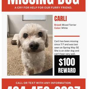 Lost Dog Carli