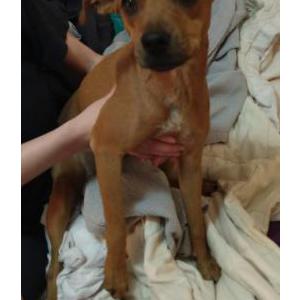 Image of unkown, Found Dog