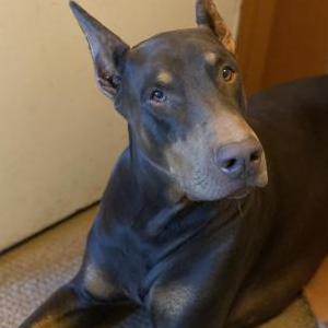 Lost Dog Rico