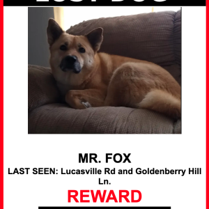 Lost Dog Mr. Fox