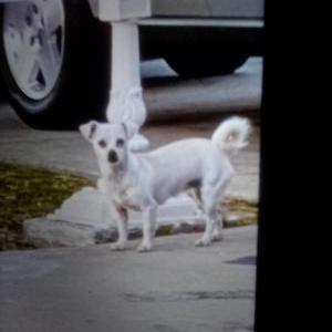 Lost Dog Blanca