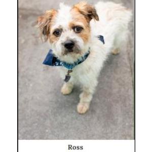 Lost Dog Ross