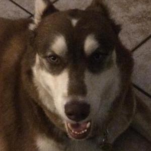 Lost Dog Sol - Brown  Huskie