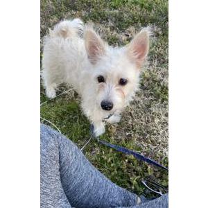 Lost Dog Bowie/Casper