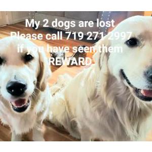 Lost Dog Ethel and Norman