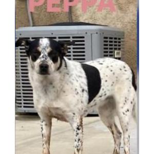 Lost Dog Peppa