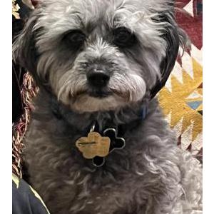 Image of Mookie, Lost Dog
