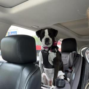 Lost Dog Mazie