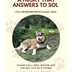 Lost Dog Sol