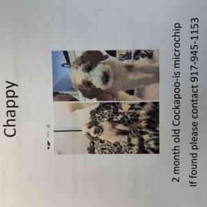 Lost Dog Chappy