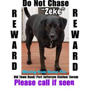 Lost Dog Zeke