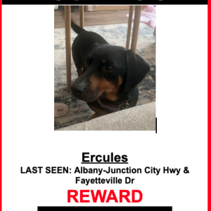 Lost Dog Ercules