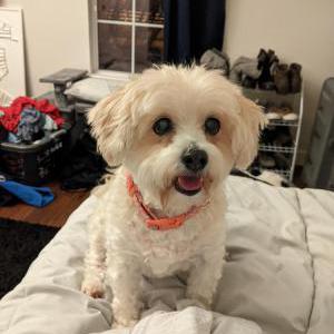 Lost Dog Bella