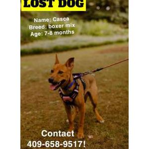 Lost Dog Casca