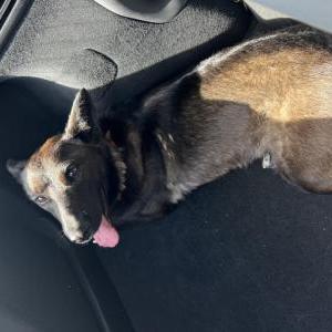 Found Dog Unknown