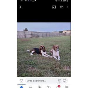 Image of Duke and Boone, Lost Dog