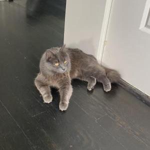 Lost Cat Bella