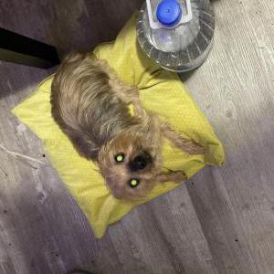 Found Dog Yorkie