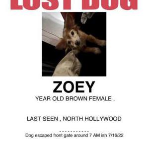 Lost Dog Zoey