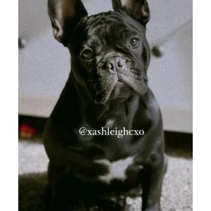 Lost Dog UNO “PaPa”