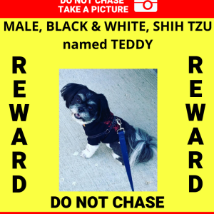 Lost Dog Teddy