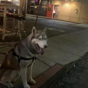 Lost Dog Osito Lara