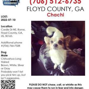 Lost Dog Chachi