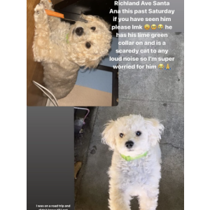 Lost Dog Osotio