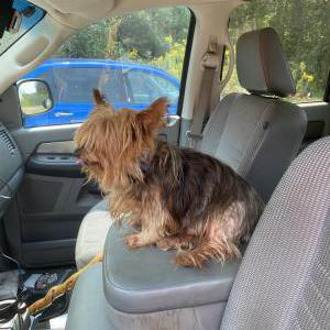 Image of Jethro, Lost Dog