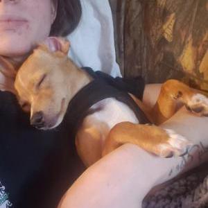 Lost Dog Iil Daddy