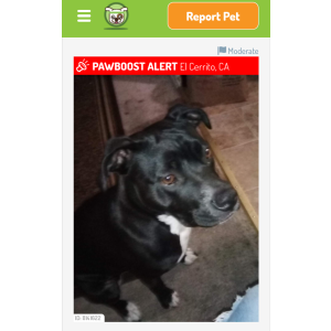 Lost Dog Runtz