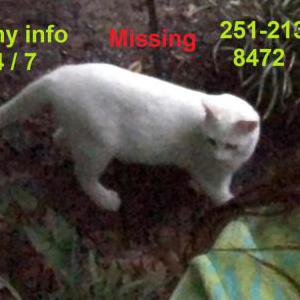 Image of Sugar Britches, Lost Cat