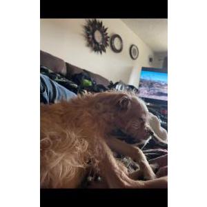 Lost Dog Marley