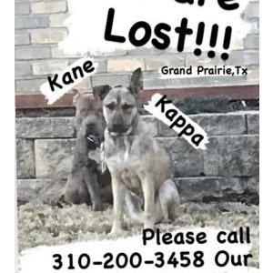 Lost Dog KANE and Kappa