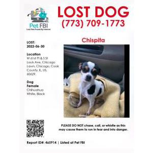 Lost Dog Chispita