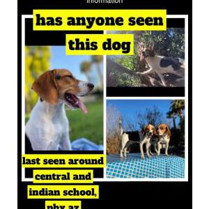 Lost Dog Charli