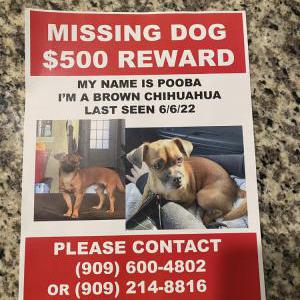 Lost Dog Pooba