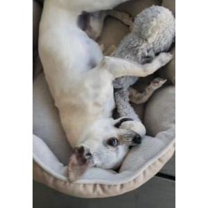 Lost Dog Zephyr