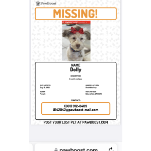 Lost Dog Dolly