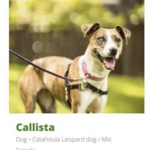 Lost Dog Callista