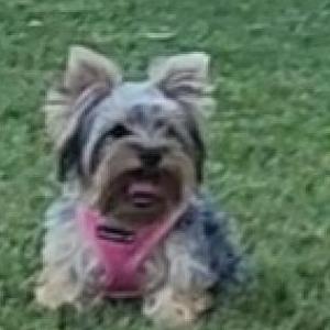 Lost Dog Chloe