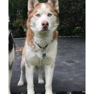 Lost Dog Kai