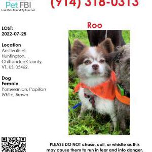 Lost Dog Roo